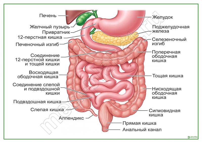 Фото Кишечного Тракта Человека