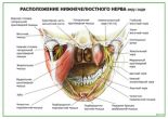 Расположение нижнечелюстного нерва вид сзади