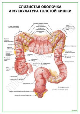 Слизистая и мускулатура толстой кишки