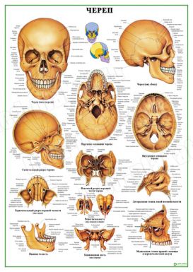 Череп человека