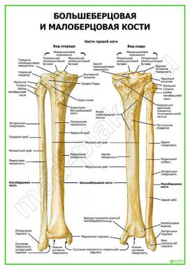 Большеберцовая и малоберцовая кости
