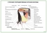 Строение репродуктивных органов коровы