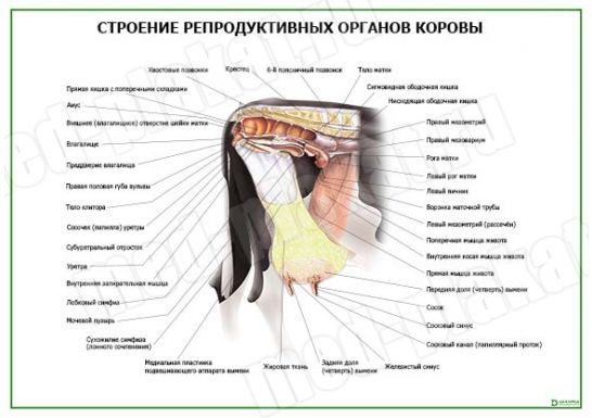 Строение репродуктивных органов коровы