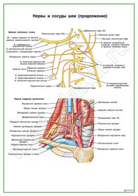 Нервы и сосуды шеи (продолжение)
