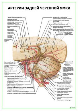 Артерии задней черепной ямки