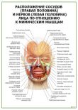 Расположение сосудов (правая половина) и нервов (левая половина) лица по отношению к мимическим мышцам