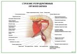 Строение репродуктивных органов барана