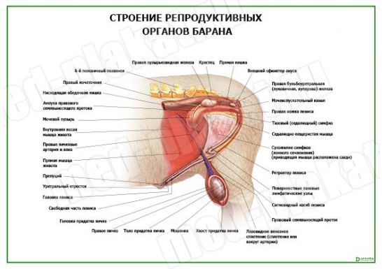 Строение репродуктивных органов барана