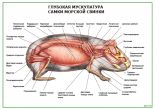 Глубокая мускулатура самки морской свинки