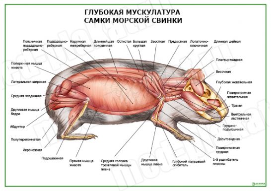 Глубокая мускулатура самки морской свинки