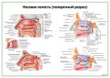 Носовая полость (поперчный разрез)