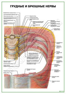 Грудные и брюшные нервы