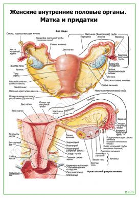 Матка и придатки