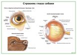 Строение глаза собаки
