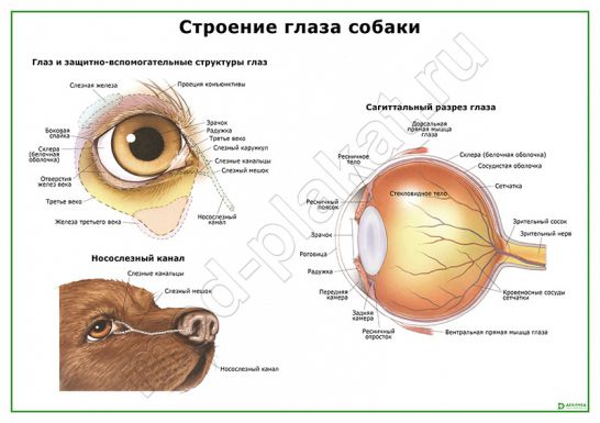 Строение глаза собаки