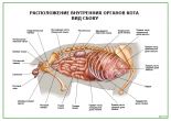 Расположение внутренних органов кота Вид сбоку