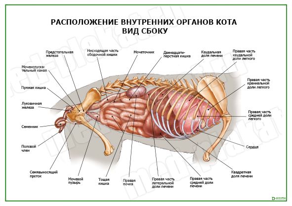 Как выглядит организм кота Анатомия человека: внутренние органы, вид спереди и вид сбоку", антикварные грав