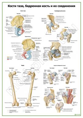 Кости таза, бедренная кость и их соединения