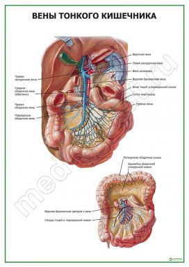 Вены тонкого кишечника