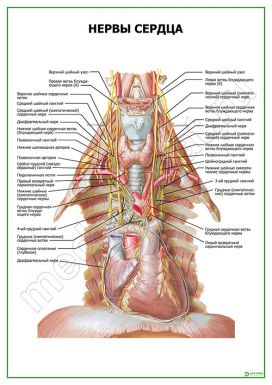 Нервы сердца