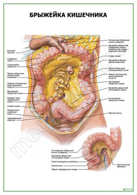Брыжейка кишечника