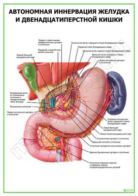 Автономная иннервация желудка