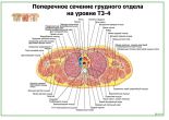Поперечное сечение грудного отдела на уровне Т3-4