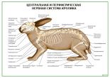 Центральная и периферическая нервная система кролика