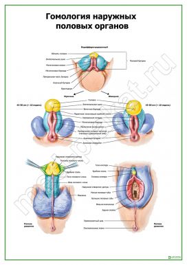 Гомология наружных половых органов