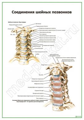 Соединения шейных позвонков