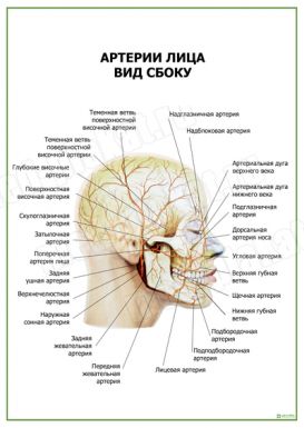Артерии лица вид сбоку
