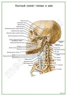 Костный скелет головы и шеи