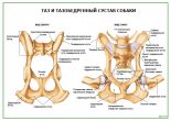 Таз и тазобедренный сустав собаки