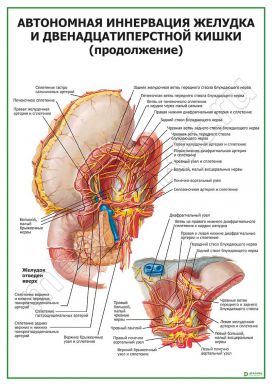 Автономная иннервация желудка. Продолжение