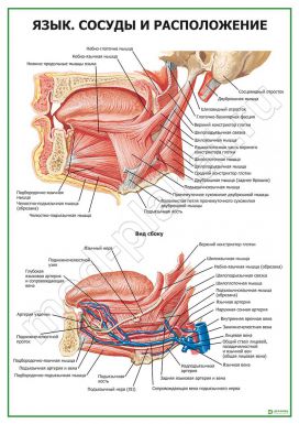 Язык. Сосуды и расположение