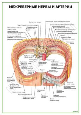 Межреберные нервы и артерии