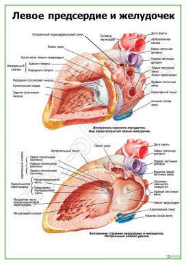 Левое предсердие и желудочек