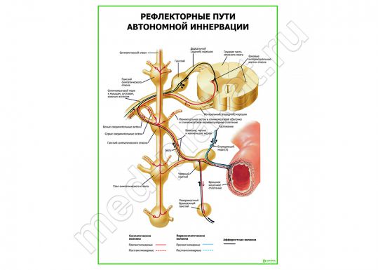 Рефлекторные пути автономной иннервации