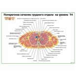 Поперечное сечение грудного отдела на уровне Т4