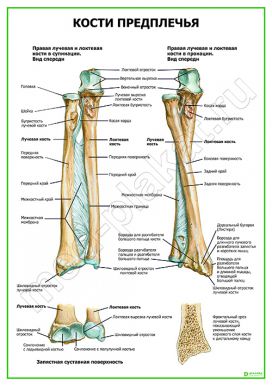 Кости предплечья