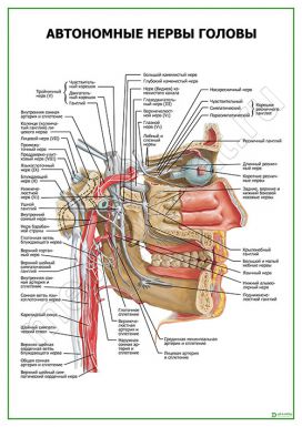 Автономные нервы головы