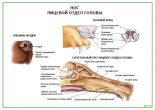 Нос. Лицевой отдел головы собаки