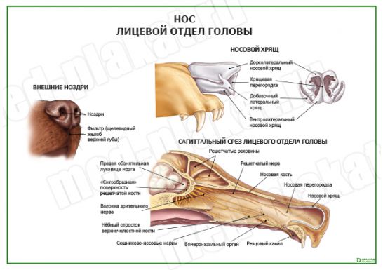 Нос. Лицевой отдел головы собаки