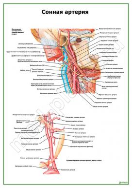 Сонная артерия