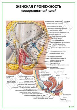 Женская промежность. Поверхностный слой