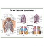Легкие. Строение и расположение