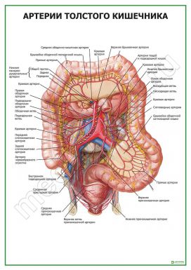 Артерии толстого кишечника