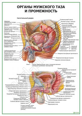 Органы мужского таза и промежность