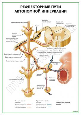Рефлекторные пути автономной иннервации