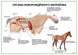 Органы новорождённого жеребенка